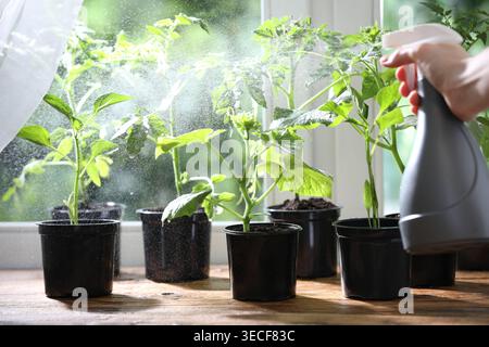 Frau sprüht Tomatensämlinge mit Wasser in der Nähe von Fenstern drinnen, Nahaufnahme Stockfoto
