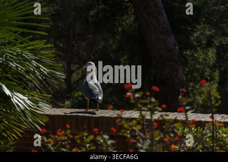 Nahaufnahme einer Möwe, die auf einer Steinmauer in einem Garten in Málaga, Spanien, thront Stockfoto