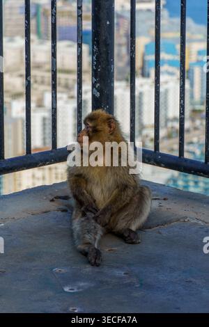 Gibraltar - 17. April 2026: Ein Berbermakaken sitzt auf einer Aussichtsplattform im Upper Rock Nature Reserve Stockfoto