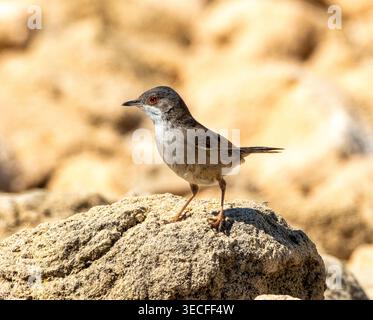 Weibliche Sardinische Warbler (Curruca melanocephala) auf einem Felsen, Paphos, Zypern. Stockfoto