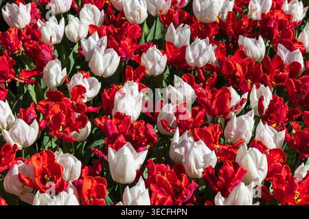 Textur der Tulpen in verschiedenen Farben: Rot, rosa, orange, weiß, Frühlingsblumen Stockfoto