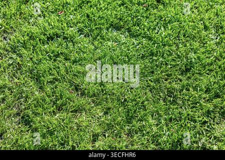 Abstrakt, Hintergrund, Nahaufnahme, Umgebung, Feld, Fußball, Frische, Garten, Gras, Grün, Rasen, Wiese, Natur, Park, Pitch, Sport, Spi Stockfoto