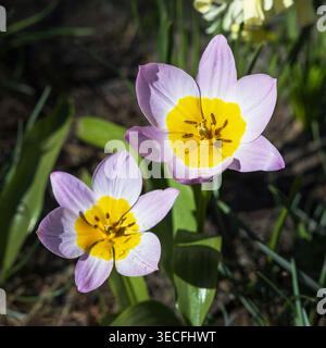 Nahaufnahme einer gelben und violetten mehrblühenden Tulpe im Frühling in den Niederlanden in einem öffentlichen Garten Stockfoto