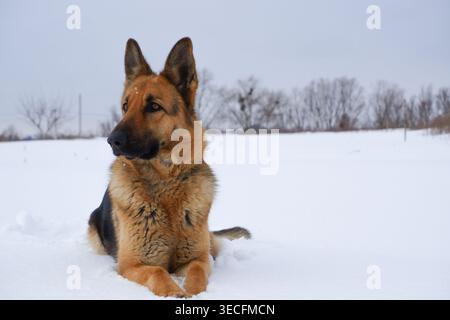 Deutscher Schäferhund, der im Schnee gegen den Himmel liegt. Hund führt die Befehle des Besitzers aus. Stockfoto
