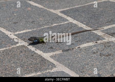 Nahaufnahme einer Gallotia Galloti-Eidechse. Die Art ist auf den Kanarischen Inseln Teneriffa und La Palma beheimatet. Foto gemacht in Puerto de la Cruz, Tenerif Stockfoto