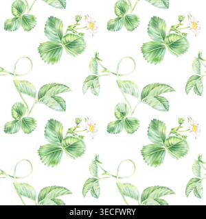 Nahtloses Muster in Erdbeeraquarellen. Illustration mit grünen Blättern und zinken weißen Blumen von Hand gezeichnet. Gartendruck für köstliche Sommer-T Stockfoto