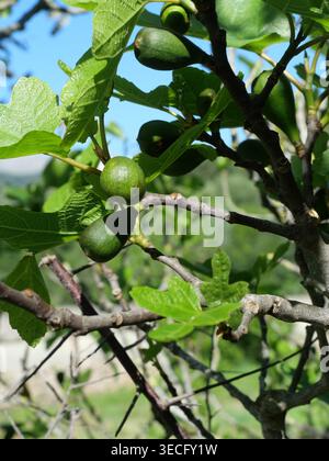Feigenbaum mit grünen, unreifen Früchten und Blättern im Sonnenlicht, mediterrane Naturszene mit natürlichem Hintergrund und Kopierraum. Stockfoto