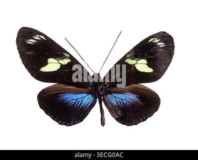 Schwarzer Schmetterling Heliconius doris auf weißem Hintergrund mit ausgebreiteten Flügeln isoliert auf weißem Hintergrund mit Beschneidungspfad. Sammelinsekten. Stockfoto