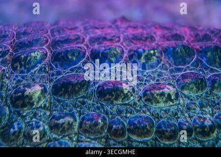 Unterwasser-Blasenarray, bunte Blasen mit grünen und roten Reflexen, verlaufender Hintergrund, der von violett zu blau wechselt, Buntglaseffekt, Stockfoto