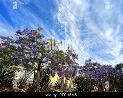 Niedriger Blickwinkel auf blühende violette Jacarandabäume und Wüstenpflanzen vor einem hellblauen Himmel mit schroffen Wolken und Stromleitungen Stockfoto