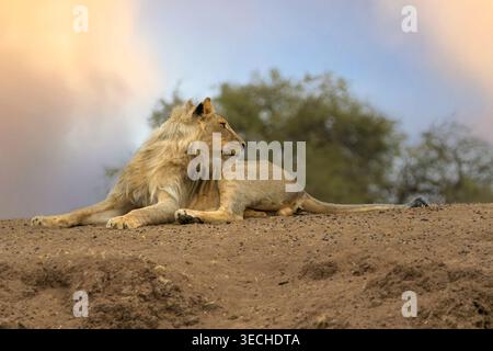 Mashatu Game Reserve, Botswana Stockfoto