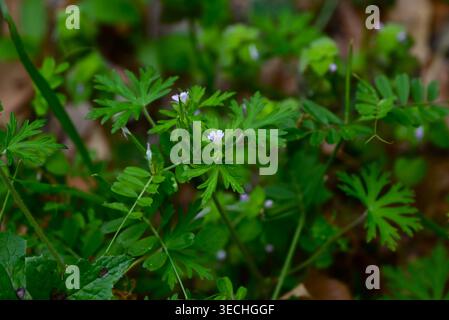 Carolina Geranium (Geranium carolinianum) Blüten. Geraniaceae Unkraut, blüht im Frühsommer mit blassrosa, fünfblättrigen Blüten. Stockfoto