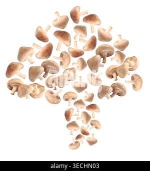Pilze in Form von Shiitake auf weißem Hintergrund Stockfoto