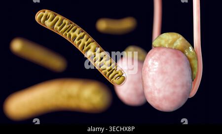 3D-Darstellung der hohen Dichte der tubulären Mitochondrien im Hoden, die ihre entscheidende Rolle bei der Testosteronsynthese unterstreicht. Stockfoto