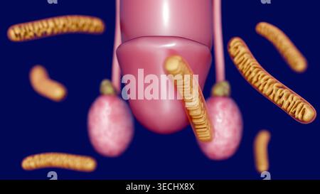 3D-Darstellung der hohen Dichte der tubulären Mitochondrien im Hoden, die ihre entscheidende Rolle bei der Testosteronsynthese unterstreicht. Stockfoto