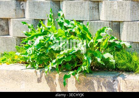 Sauerampfer. Wunderschöner abstrakter Hintergrund der Natur. rumex acetosa Stockfoto