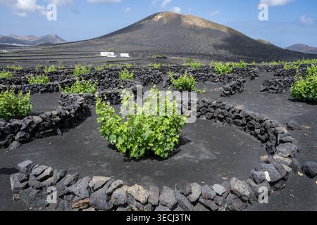 Spanien, Kanarische Inseln, Lanzarote. Le Geria Weinviertel. Bodega La Geria Weingut. Einzigartiger Anbaustil in kleinen versunkenen vulkanischen Bodenkreisen. Stockfoto