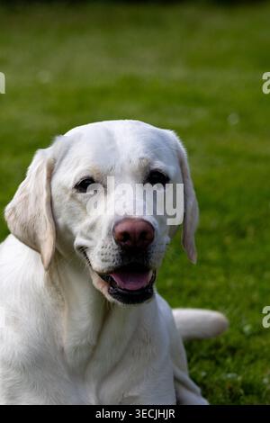 Weißer labrador-Retriever-Hund, der auf grünem Gras ruht, Kopf nach oben, Mund offen, in die Kamera schaut Stockfoto