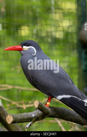 Inka-Seeschwalbe, Larosterna-inka, auf einem Ast vor grünem natürlichem Hintergrund Stockfoto