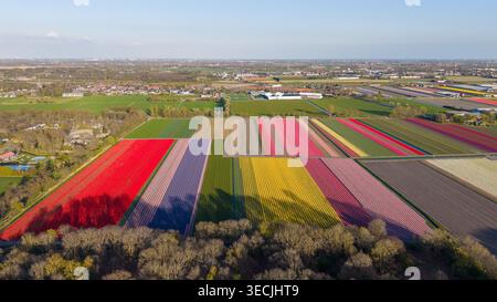 Aus der Vogelperspektive pulsierende Tulpenfelder mit farbenfrohen Reihen roter, gelber, lila und rosa Blumen, die lange Schatten in der Nähe einer Linie von Bäumen unter einer Clea werfen Stockfoto