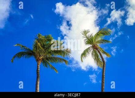 Blick auf Palmen auf Grand Cayman, Cayman Islands Stockfoto