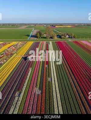Aus der Vogelperspektive leuchtende Reihen von bunten Tulpen mit einem Traktor mit einer Feldspritze auf den Feldern unter klarem blauem Himmel. Stockfoto