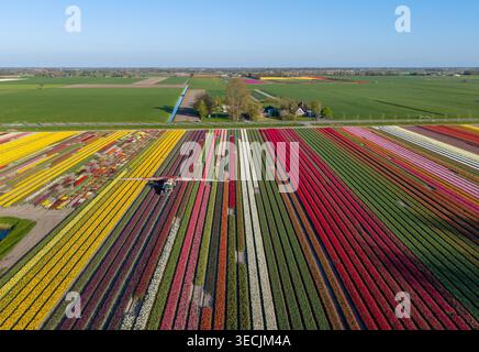 Aus der Vogelperspektive farbenfrohe Tulpenfelder mit einem Traktor, der zwischen leuchtenden Blumenreihen unter einem klaren blauen Himmel arbeitet Niederlande. Stockfoto