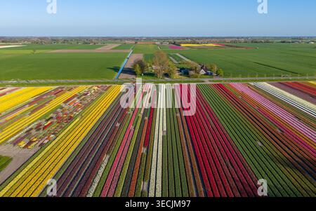 Aus der Vogelperspektive pulsierende Tulpenfelder mit bunten Blumenreihen unter einem klaren blauen Himmel in der Nähe eines ländlichen Bauernhauses in den Niederlanden. Stockfoto