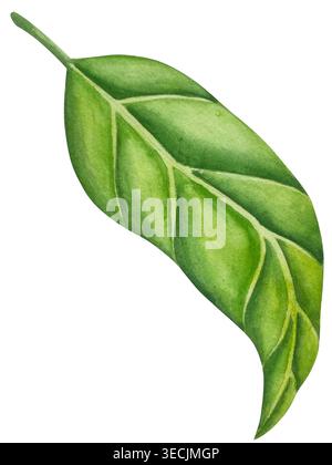 Botanische Illustrationen mit Aquarellen. Mangobrüchte und Blumen, mit Scheiben und Blättern isoliert auf weißem Hintergrund. Für Verpackung, Lebensmitteldesign, m Stockfoto