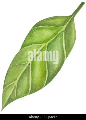 Botanische Illustrationen mit Aquarellen. Mangobrüchte und Blumen, mit Scheiben und Blättern isoliert auf weißem Hintergrund. Für Verpackung, Lebensmitteldesign, m Stockfoto