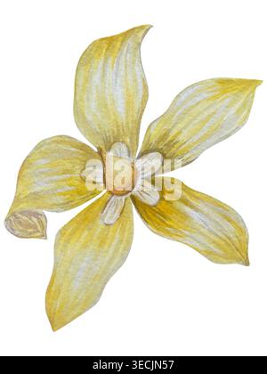 Botanische Illustrationen mit Aquarellen. Mangobrüchte und Blumen, mit Scheiben und Blättern isoliert auf weißem Hintergrund. Für Verpackung, Lebensmitteldesign, m Stockfoto