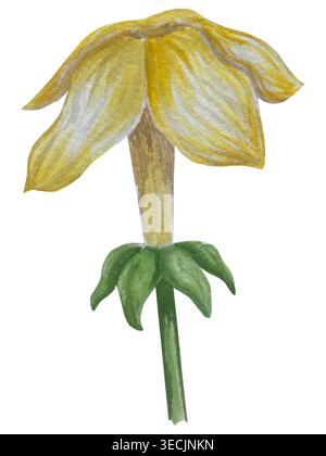 Botanische Illustrationen mit Aquarellen. Mangobrüchte und Blumen, mit Scheiben und Blättern isoliert auf weißem Hintergrund. Für Verpackung, Lebensmitteldesign, m Stockfoto