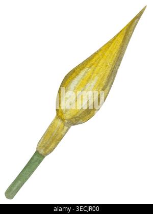 Botanische Illustrationen mit Aquarellen. Mangobrüchte und Blumen, mit Scheiben und Blättern isoliert auf weißem Hintergrund. Für Verpackung, Lebensmitteldesign, m Stockfoto