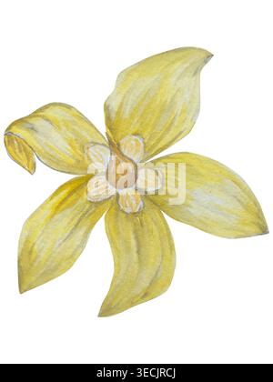 Botanische Illustrationen mit Aquarellen. Mangobrüchte und Blumen, mit Scheiben und Blättern isoliert auf weißem Hintergrund. Für Verpackung, Lebensmitteldesign, m Stockfoto