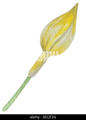 Botanische Illustrationen mit Aquarellen. Mangobrüchte und Blumen, mit Scheiben und Blättern isoliert auf weißem Hintergrund. Für Verpackung, Lebensmitteldesign, m Stockfoto