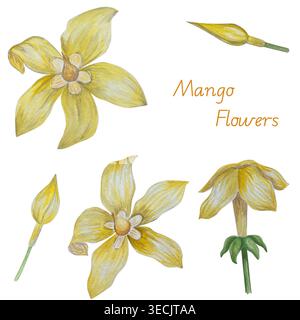 Botanische Illustrationen mit Aquarellen. Mangobrüchte und Blumen, mit Scheiben und Blättern isoliert auf weißem Hintergrund. Für Verpackung, Lebensmitteldesign, m Stockfoto