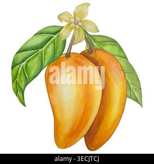 Botanische Illustrationen mit Aquarellen. Mangobrüchte und Blumen, mit Scheiben und Blättern isoliert auf weißem Hintergrund. Für Verpackung, Lebensmitteldesign, m Stockfoto