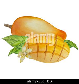 Botanische Illustrationen mit Aquarellen. Mangobrüchte und Blumen, mit Scheiben und Blättern isoliert auf weißem Hintergrund. Für Verpackung, Lebensmitteldesign, m Stockfoto