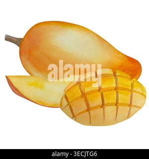 Botanische Illustrationen mit Aquarellen. Mangobrüchte und Blumen, mit Scheiben und Blättern isoliert auf weißem Hintergrund. Für Verpackung, Lebensmitteldesign, m Stockfoto