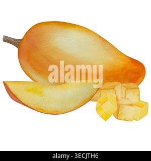 Botanische Illustrationen mit Aquarellen. Mangobrüchte und Blumen, mit Scheiben und Blättern isoliert auf weißem Hintergrund. Für Verpackung, Lebensmitteldesign, m Stockfoto