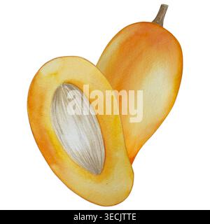 Botanische Illustrationen mit Aquarellen. Mangobrüchte und Blumen, mit Scheiben und Blättern isoliert auf weißem Hintergrund. Für Verpackung, Lebensmitteldesign, m Stockfoto