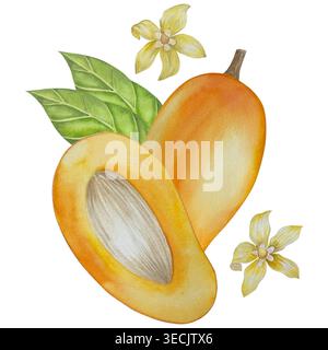 Botanische Illustrationen mit Aquarellen. Mangobrüchte und Blumen, mit Scheiben und Blättern isoliert auf weißem Hintergrund. Für Verpackung, Lebensmitteldesign, m Stockfoto