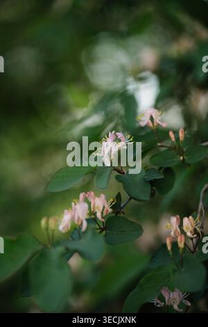 Geißblatt Blumen auf grüner Rebe mit weichem Hintergrund im Frühling Stockfoto