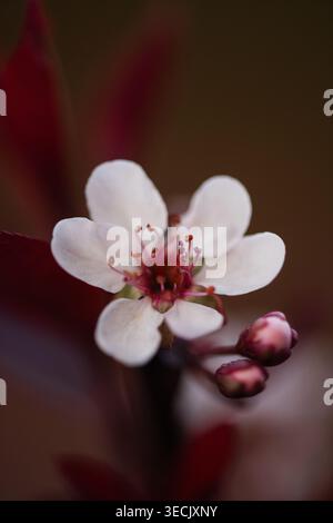Einzelne Purple Leaf Pflaumenblüte mit Knospen und warmem Hintergrund Stockfoto