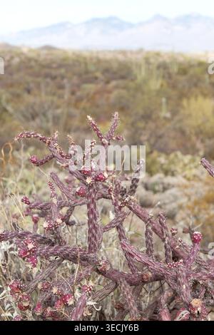Nahaufnahme eines Staghorn Cholla in der Sonora-Wüste Stockfoto