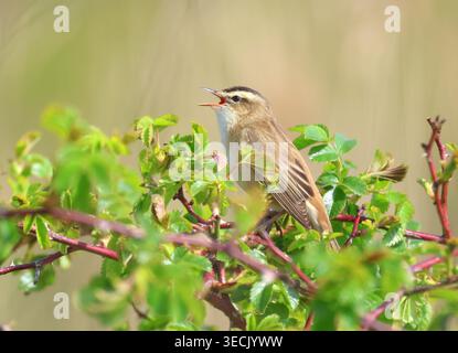Segen-Warbler, Acrocephalus schoenobaenus, auf einem wilden Rosenstrauch. Buckenham Marshes, Norfolk, England. Stockfoto