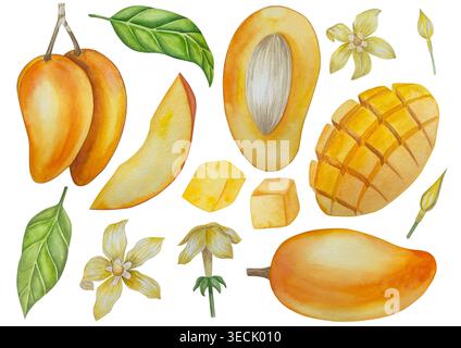 Botanische Illustrationen mit Aquarellen. Mangobrüchte und Blumen, mit Scheiben und Blättern isoliert auf weißem Hintergrund. Für Verpackung, Lebensmitteldesign, m Stockfoto