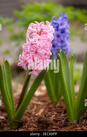 Frühlingshyazinthen blühen in rosa und lila in einem gemulchten Gartenbett Stockfoto