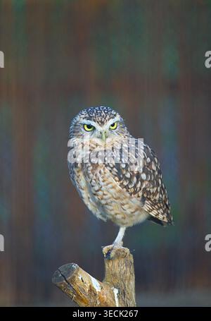 Eine Nahaufnahme einer Grabeule (Athene cunicularia), die auf einem Bein steht. Hochwertige Fotos Stockfoto