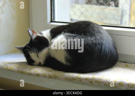 Eine schwarz-weiße Katze ist eingerollt und schläft auf einem Fenstervorsprung. Sonnenlicht kommt durch das Fenster und erwärmt den Bereich. Die Katze sieht entspannt aus Stockfoto